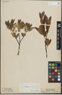 Foto von Salix lapponum L. x Salix silesiaca Willd.